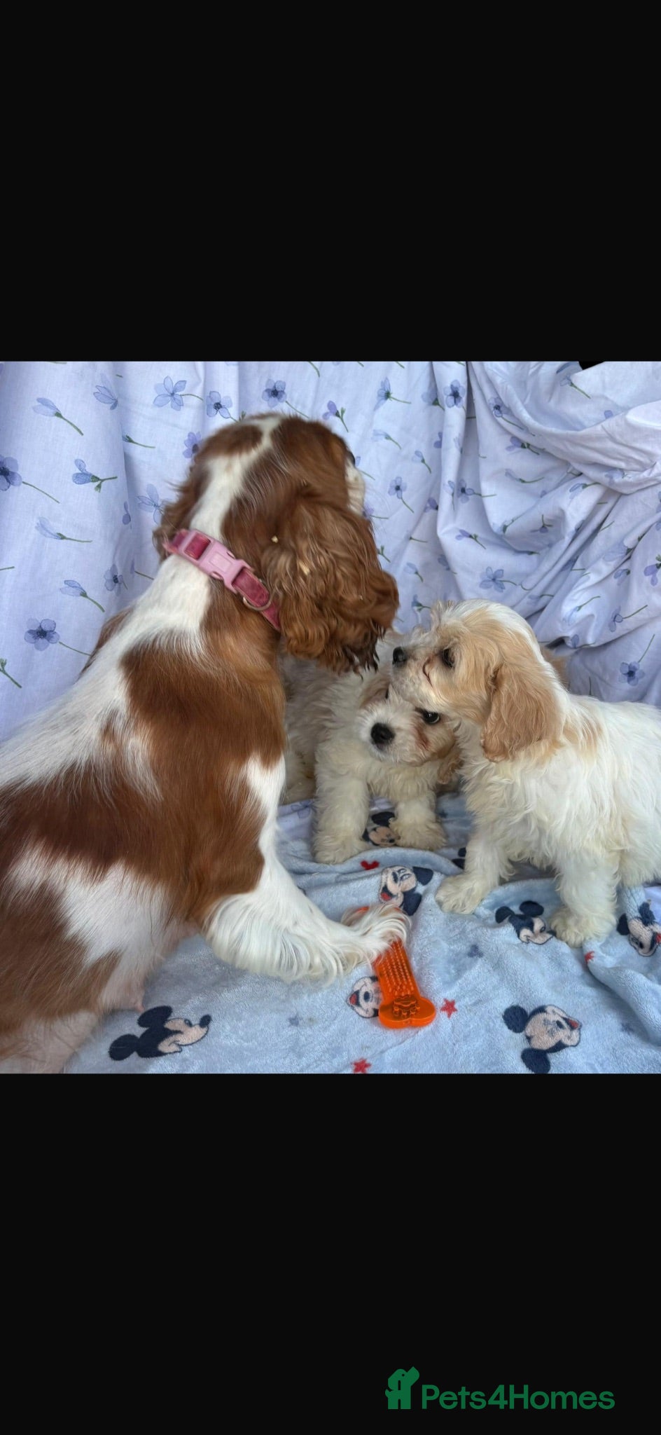 Cavachon dogs 🐶 Gorgeous Cavachon Puppies – Ready Now - Advert 2