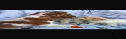 Cavachon dogs for sale: 🐶 Gorgeous Cavachon Puppies – Ready Now - Advert 2