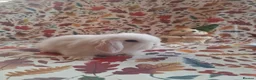 Mini Lop rabbits for sale: Beautiful Mini Lop Babies Ready from 25th Oct in Darlington - Advert 7