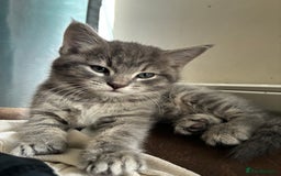 Mixed Breed cats for sale: 2 female playful kittens - Image 1