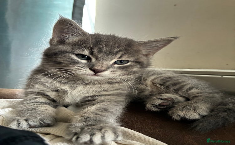 Mixed Breed cats - Advert 1
