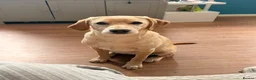 Labrador Retriever dogs for sale: 6 month old lab  in Bedford - Advert 5