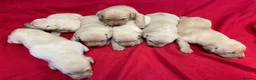 Labrador Retriever dogs for sale: Wow! KC Reg Puppies from Health Tested Parents - Advert 2