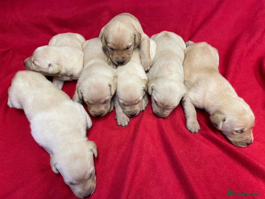 Labrador Retriever dogs for sale: Wow! KC Reg Puppies from Health Tested Parents - Advert 2