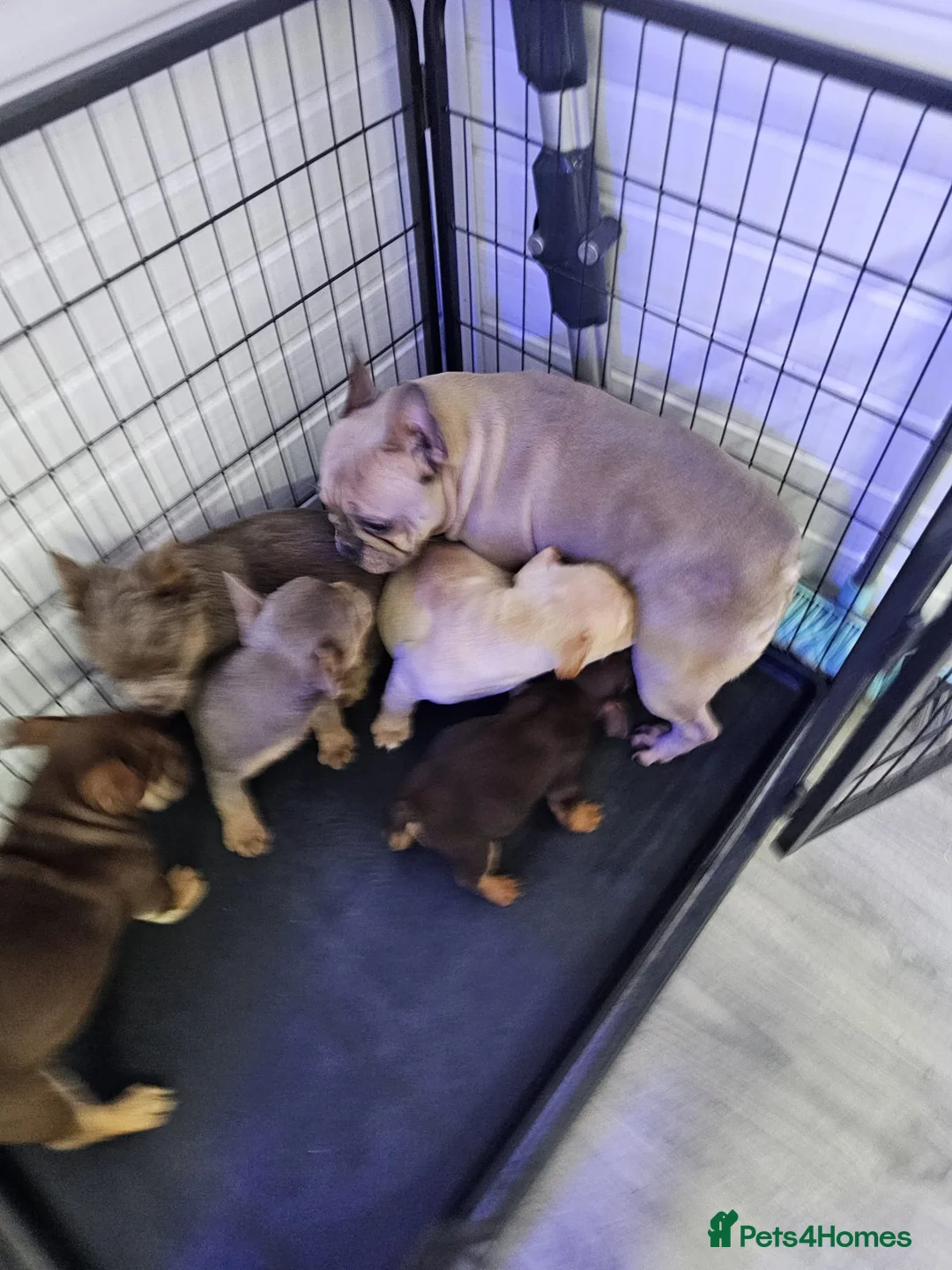 French Bulldog dogs for sale: French bulldog lovely puppies in Birmingham - Advert 2