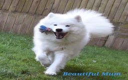 Samoyed dogs for sale: Puppy Waiting List Open for Top Quality KC Sammies - Image 12