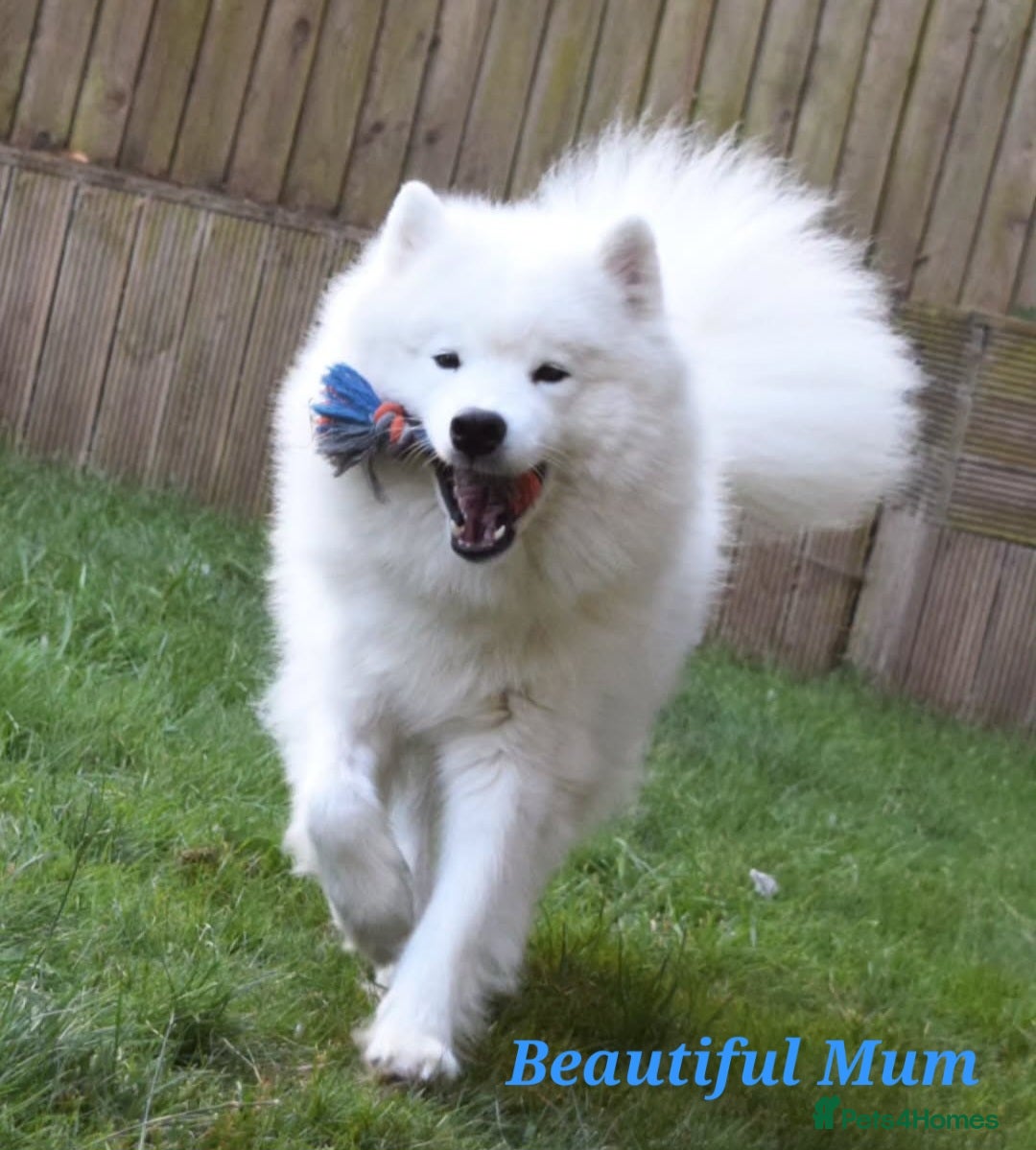 Samoyed dogs for sale: Puppy Waiting List Open for Top Quality KC Sammies - Image 12