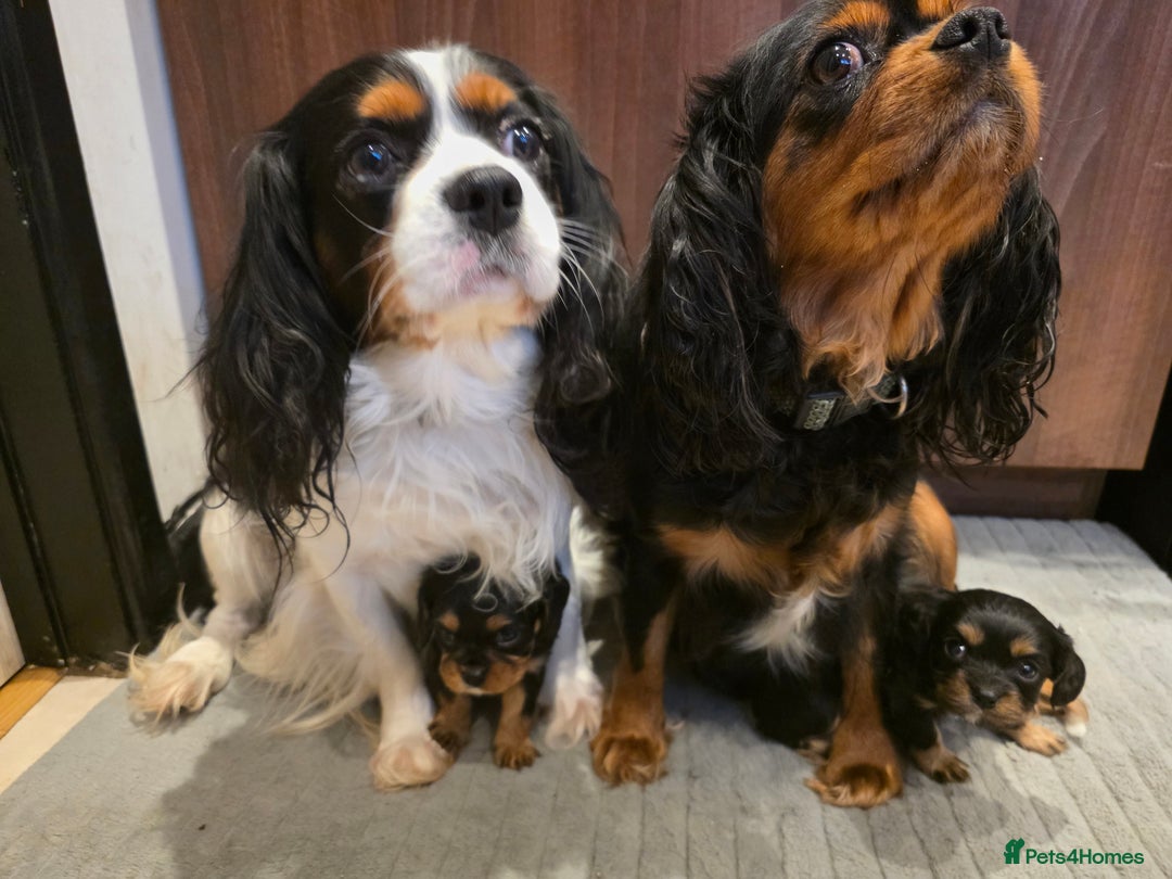Cavalier King Charles Spaniel dogs for sale: Cavalier King Charles puppies  - Advert 2