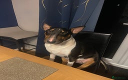 English Bull Terrier dogs for sale: English Bull Terrier - Image 8