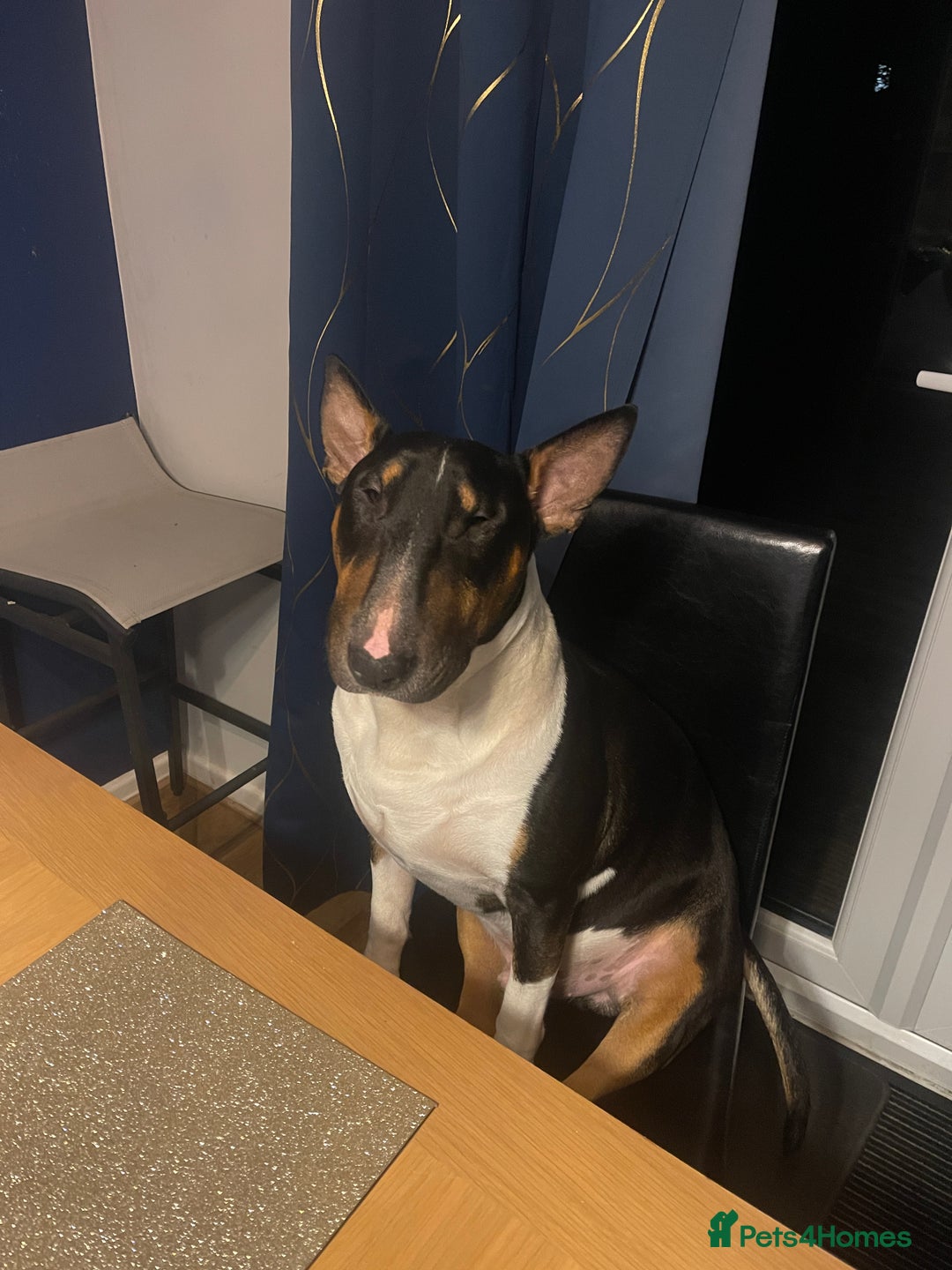 English Bull Terrier dogs for sale: English Bull Terrier - Image 8