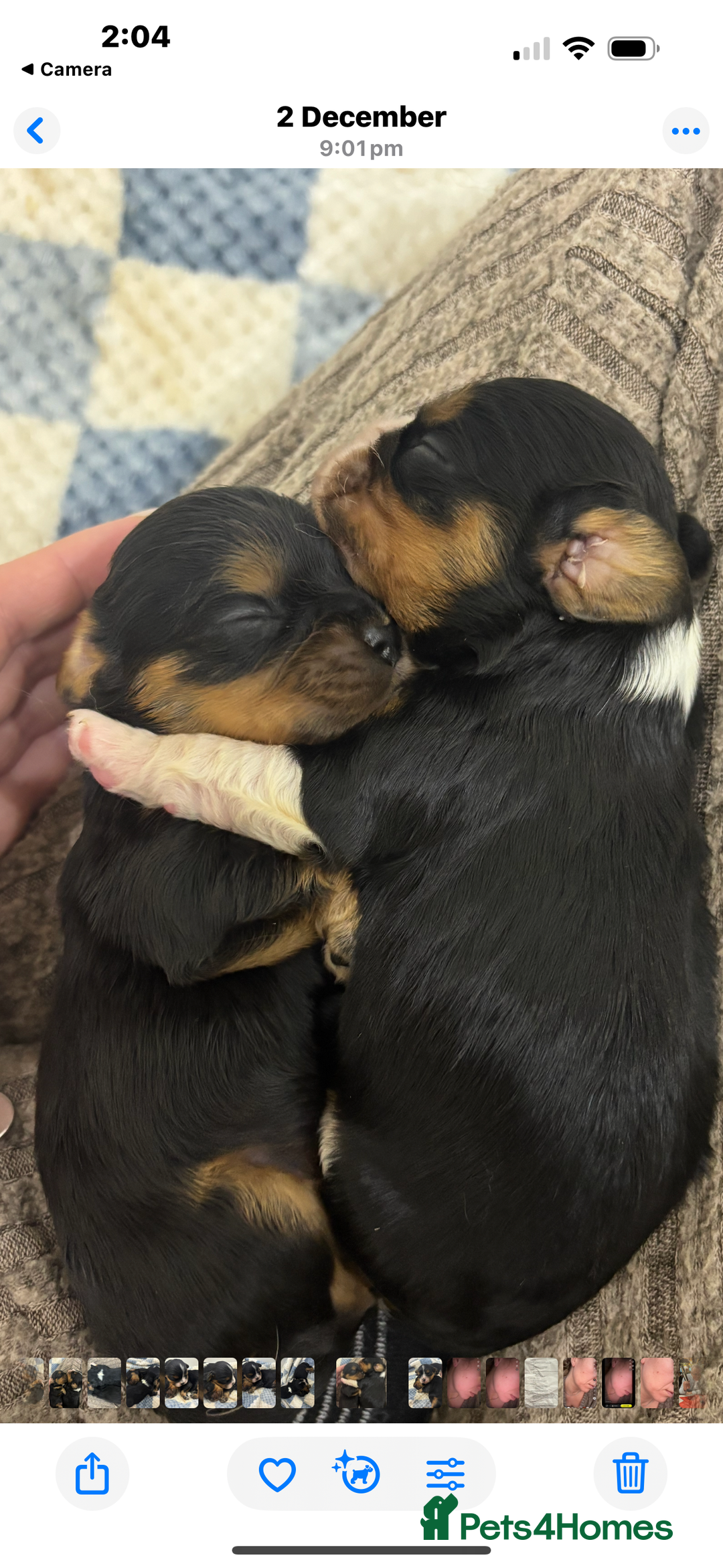 Cavalier King Charles Spaniel dogs for sale: Two beautiful kc boys  - Advert 11
