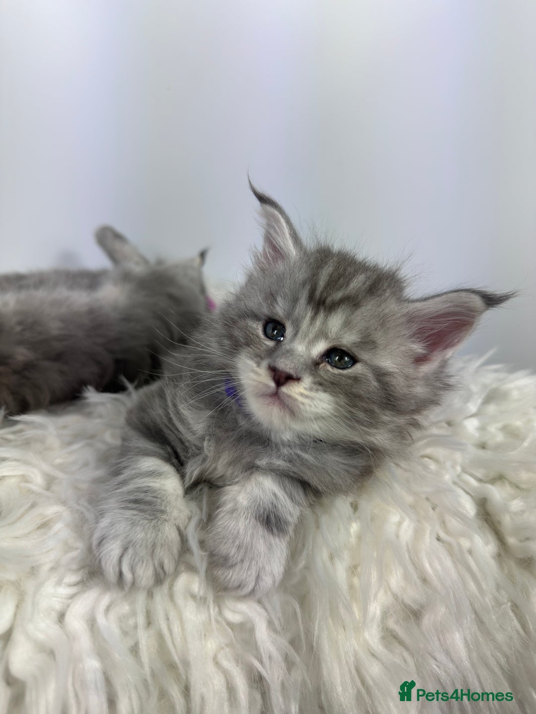 Maine Coon cats for sale: 6 Gorgeous Pure Breed Maine Coon Kittens - Advert 21