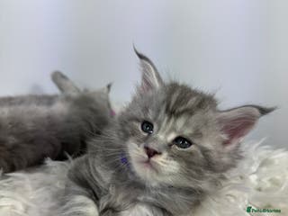 Maine Coon cats 4 Gorgeous Pure Breed Maine Coon Kittens - Advert 13