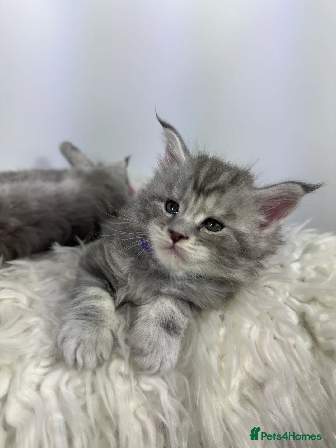 Maine Coon cats for sale: ✨Last 2 Gorgeous Pure Breed Maine Coon Kittens✨ - Advert 12