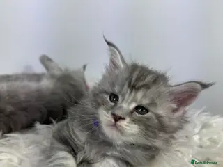 Maine Coon cats 3 Gorgeous Pure Breed Maine Coon Kittens - Advert 8