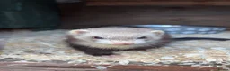 Ferret rodents for sale: ferret kits 🐾 - Advert 3