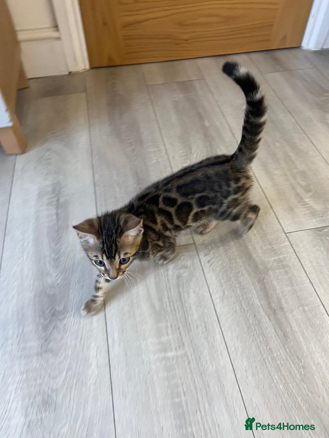 Bengal cats for sale: Pure Bengal Male Kitten, vet checked, ready now - Advert 5