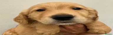 Golden Retriever 3