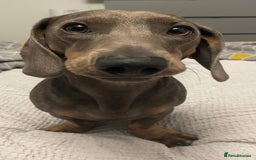 Dachshund dogs for sale: Remmy male dachshund  - Image 2