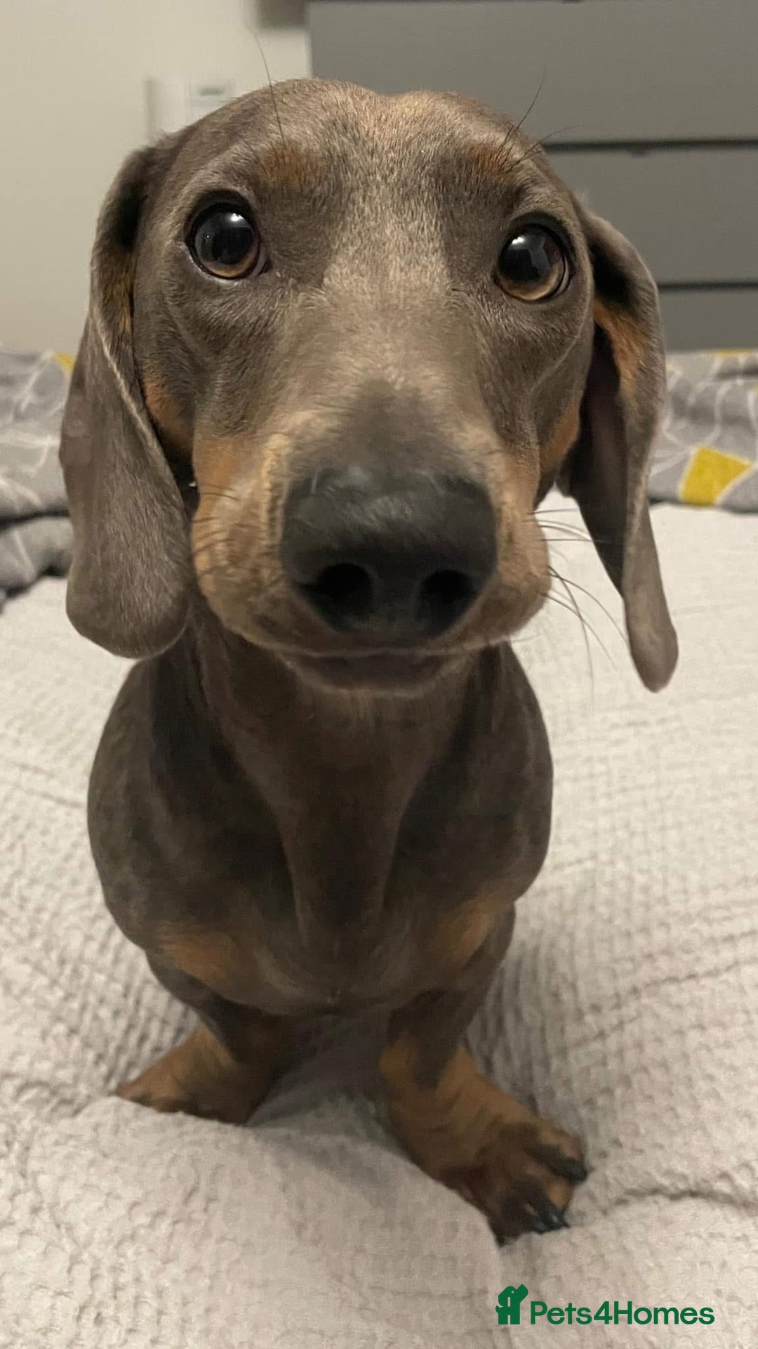 Dachshund dogs for sale: Remmy male dachshund  - Image 2