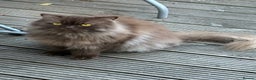 British Longhair cats for sale: British longhair  - Advert 3