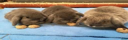 Mini Lop rabbits for sale: Gorgeous mini lops for sale  in York - Advert 2