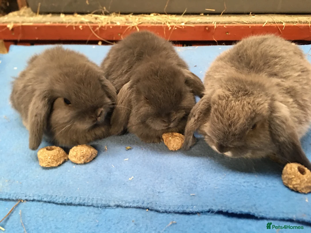 Mini Lop rabbits for sale: Gorgeous mini lops for sale  in York - Advert 2