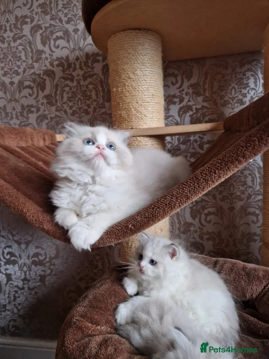 Ragdoll cats for sale: Show quality Ragdoll kittens  - Advert 8