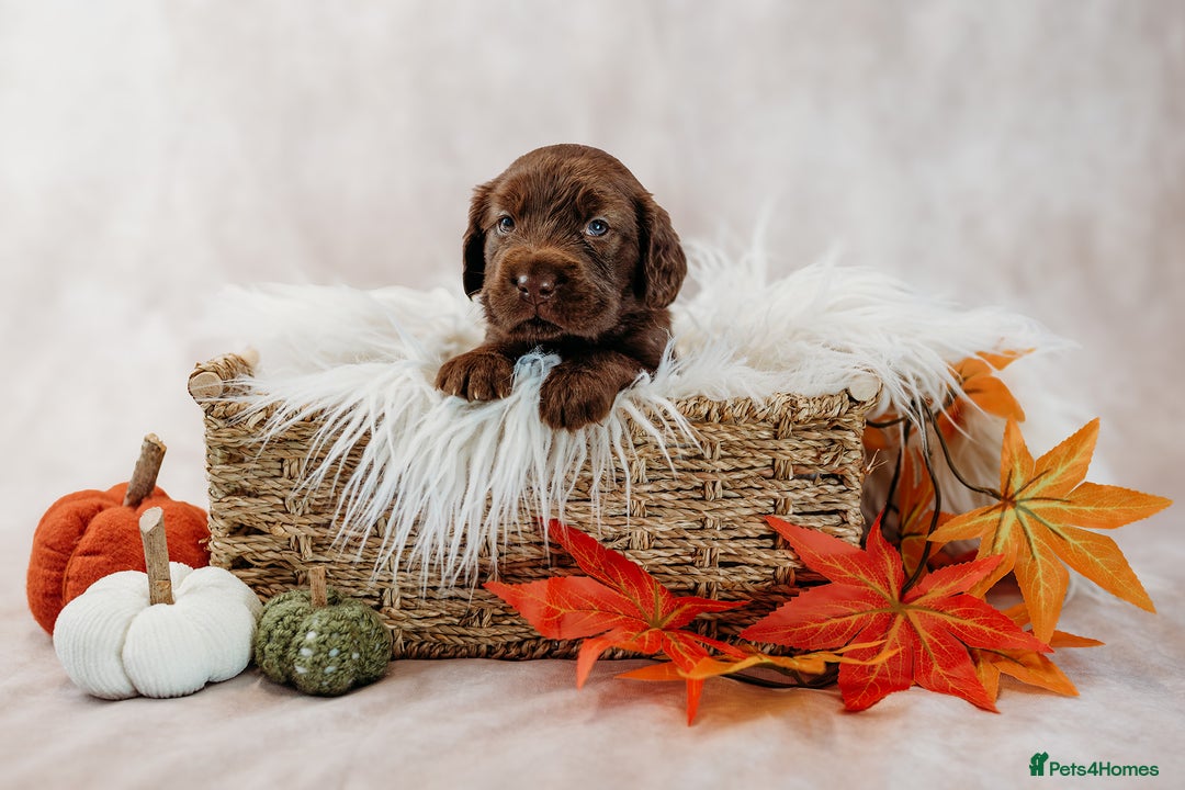 Mixed Breed dogs for sale: Final 2  puppies sharpei x show cocker   - Image 12