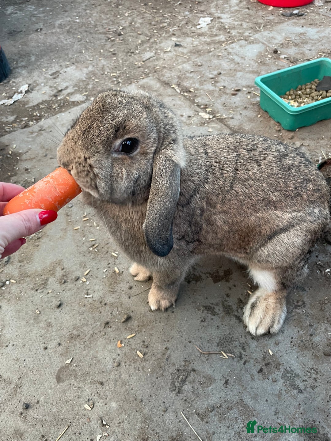 Mini Lop rabbits for sale: One mini lop female and one unknown breed male  - Image 1