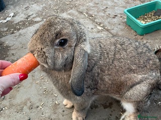 Mini Lop rabbits for sale - Advert 1