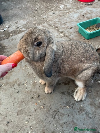 Mini Lop rabbits - Advert 13