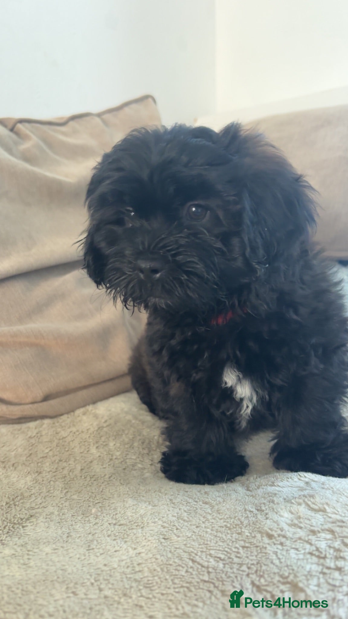 Lhasapoo dogs Beautiful Lhasapoo Puppies - Advert 2