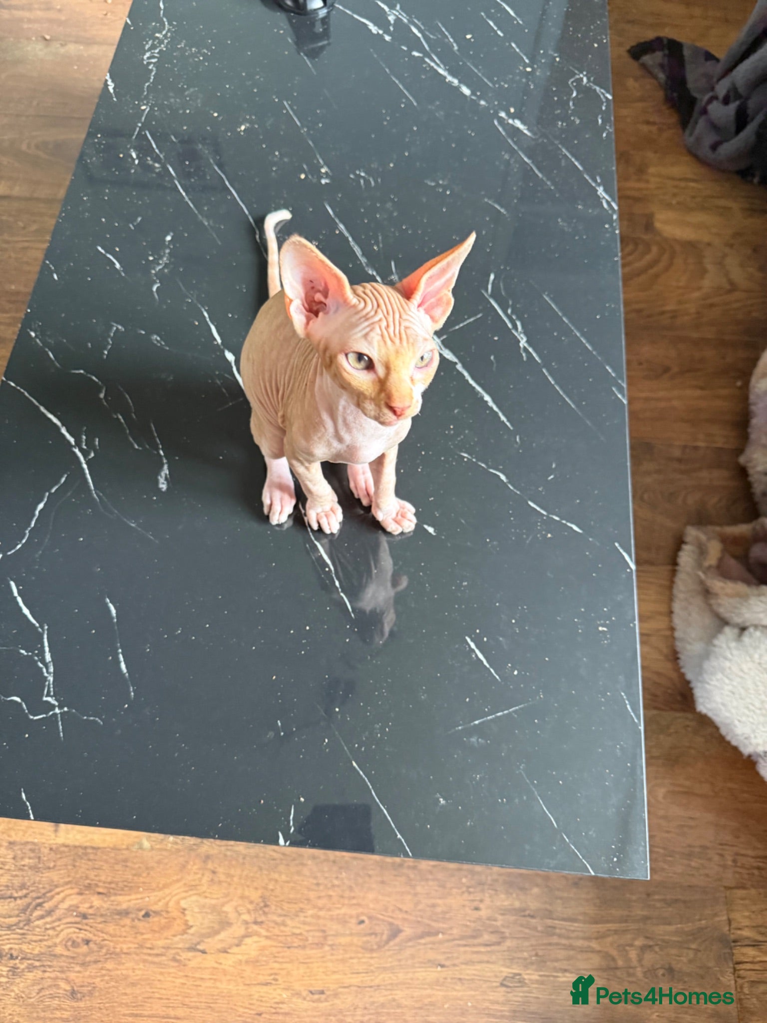 Sphynx cats £550 Canadian Sphynx kittens  - Advert 15