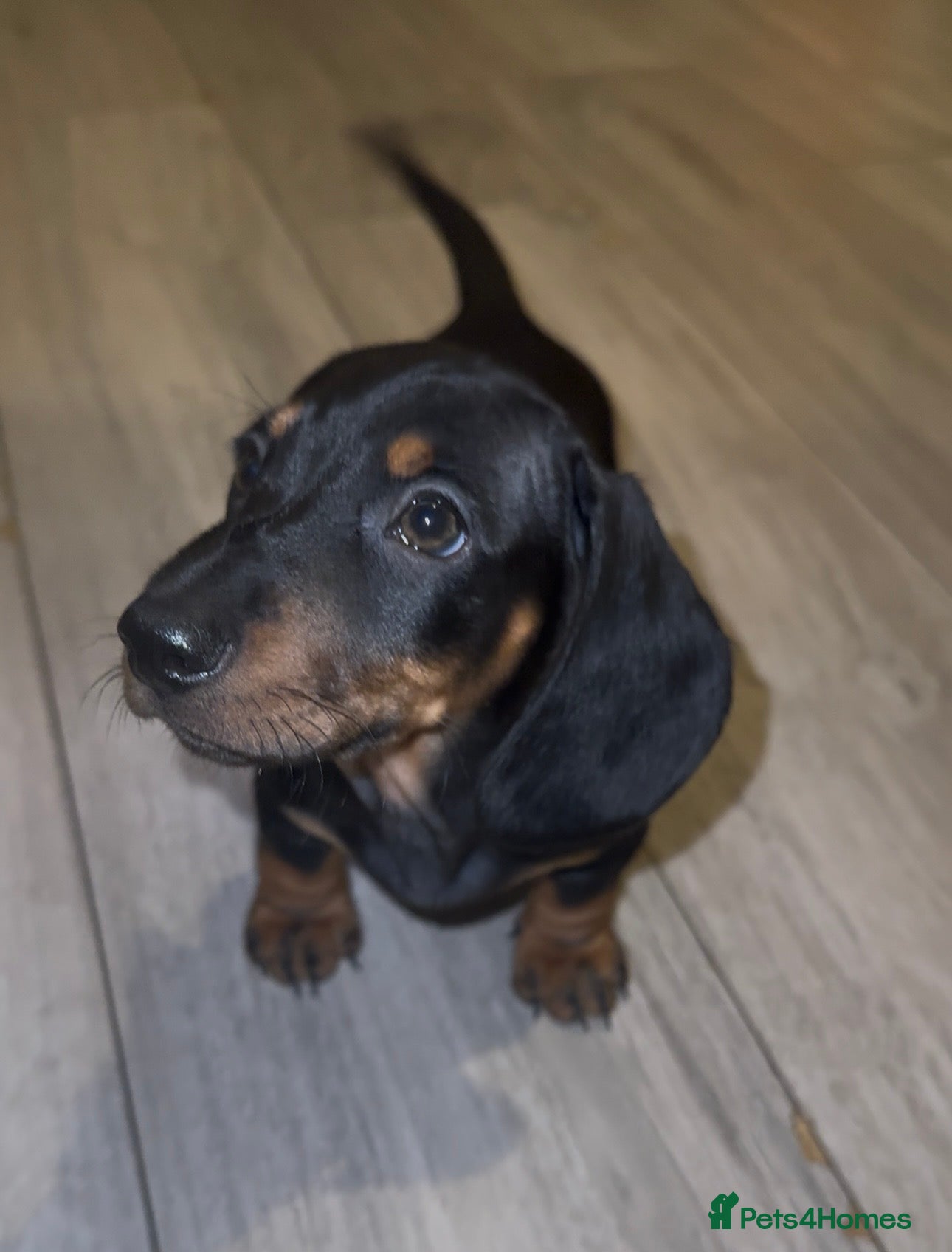 Miniature Dachshund dogs 1 Miniature Dachshund Puppy-£950 - Advert 18