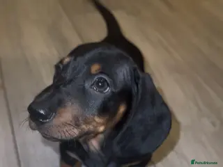 Miniature Dachshund dogs 1 Miniature Dachshund Puppy-£950 - Advert 18