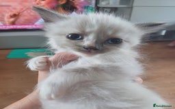 Ragdoll cats for sale: 6 gorgeous fluffy ragdoll kittens  - Image 6