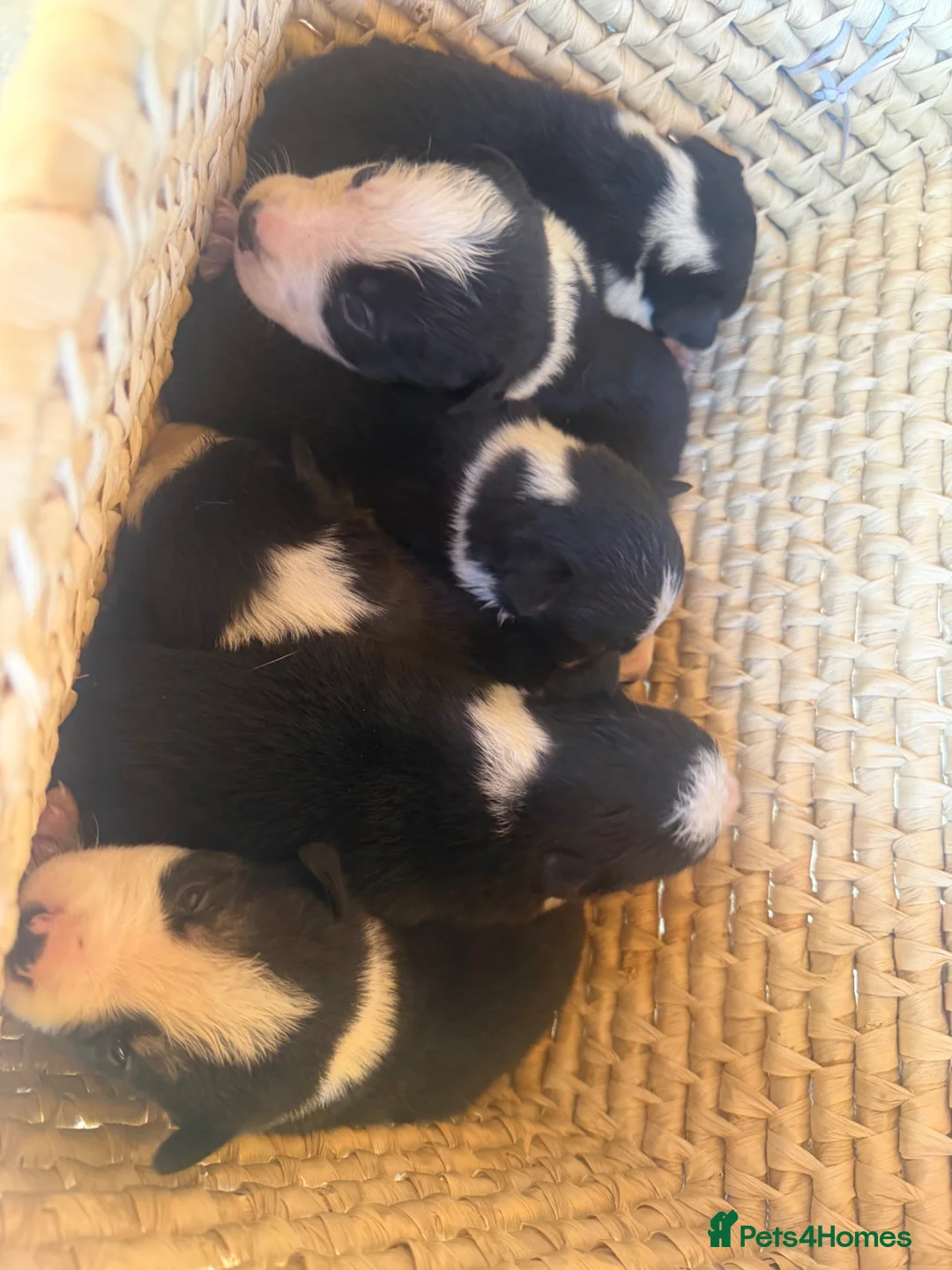 Border Collie dogs for sale: 6 Beautiful Border Collie Puppies - Advert 1