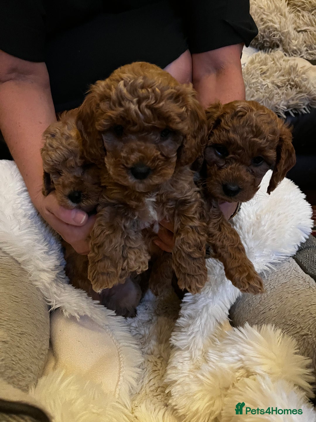 Cavapoo dogs for sale: 7 adorable puppies for sale 5 girls 2 boys  - Image 9