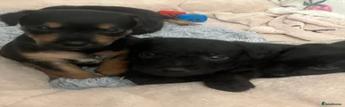 Patterdale Terrier Puppy 2