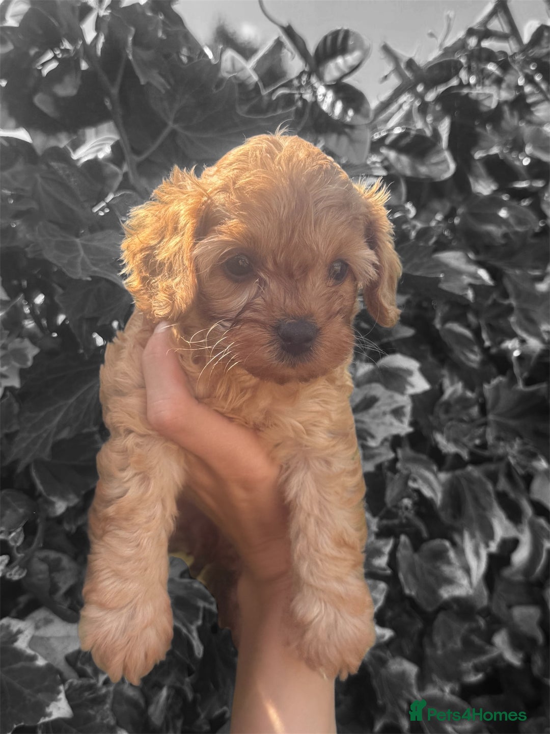Cavapoo dogs for sale: Tiny Cavapoo puppies - Image 5