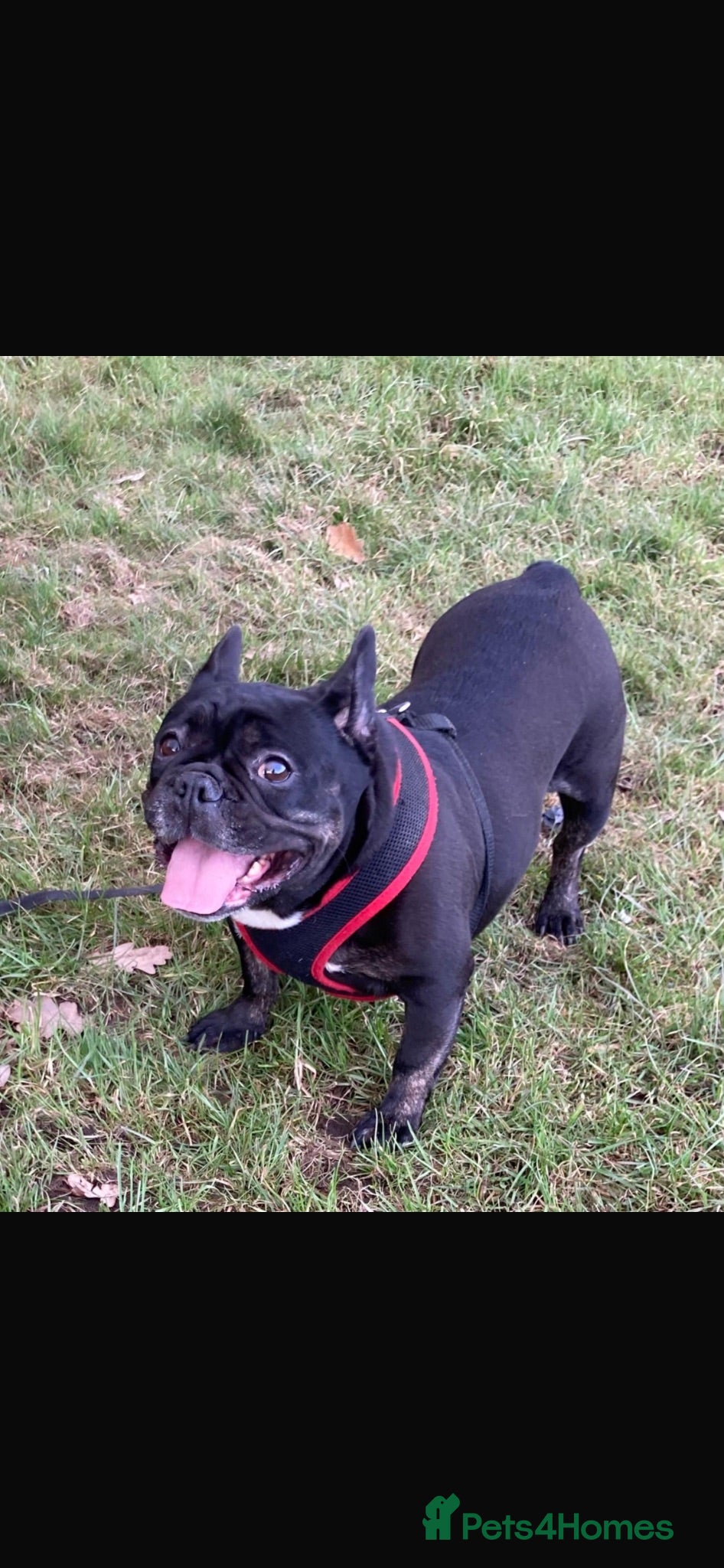 French Bulldog dogs French bulldog  - Advert 19