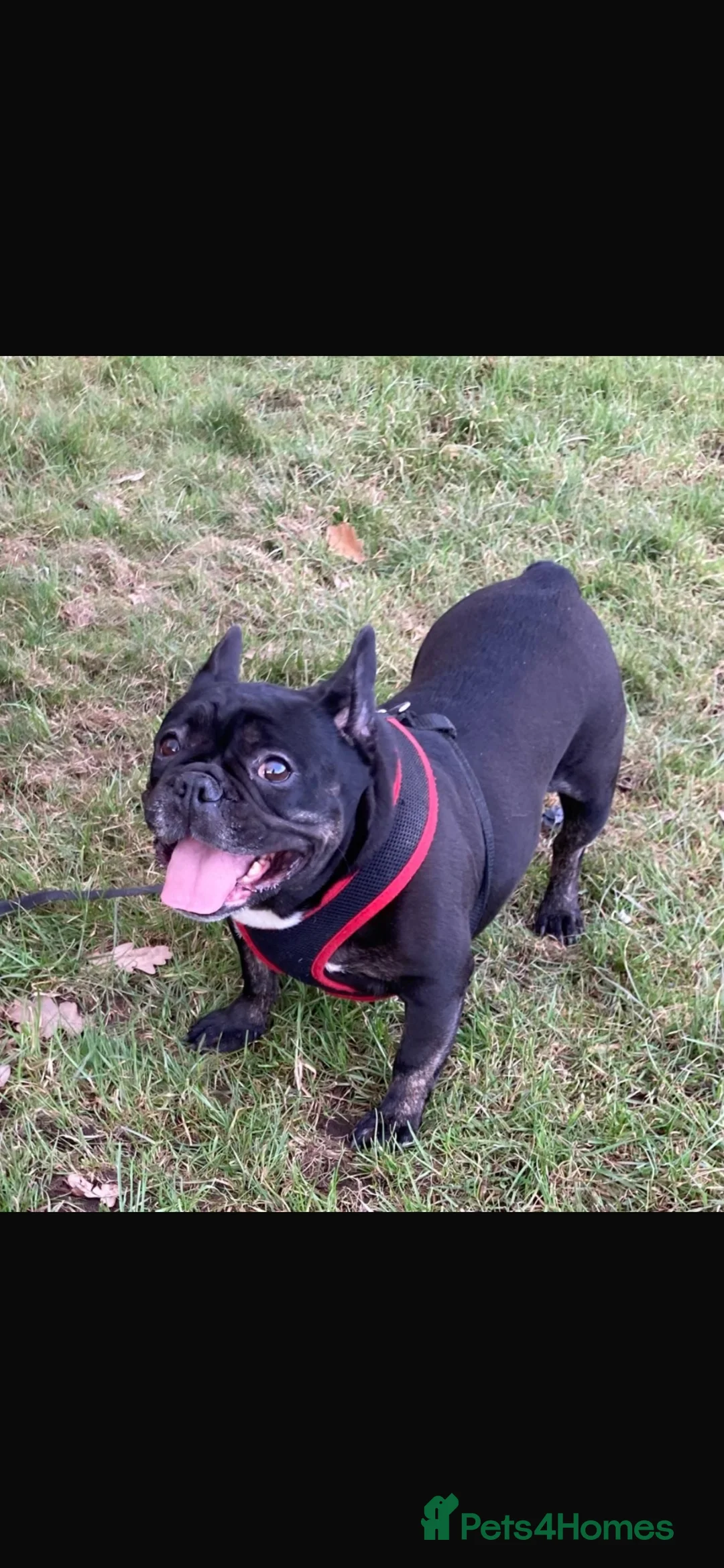 French Bulldog dogs for sale: French bulldog  - Advert 1