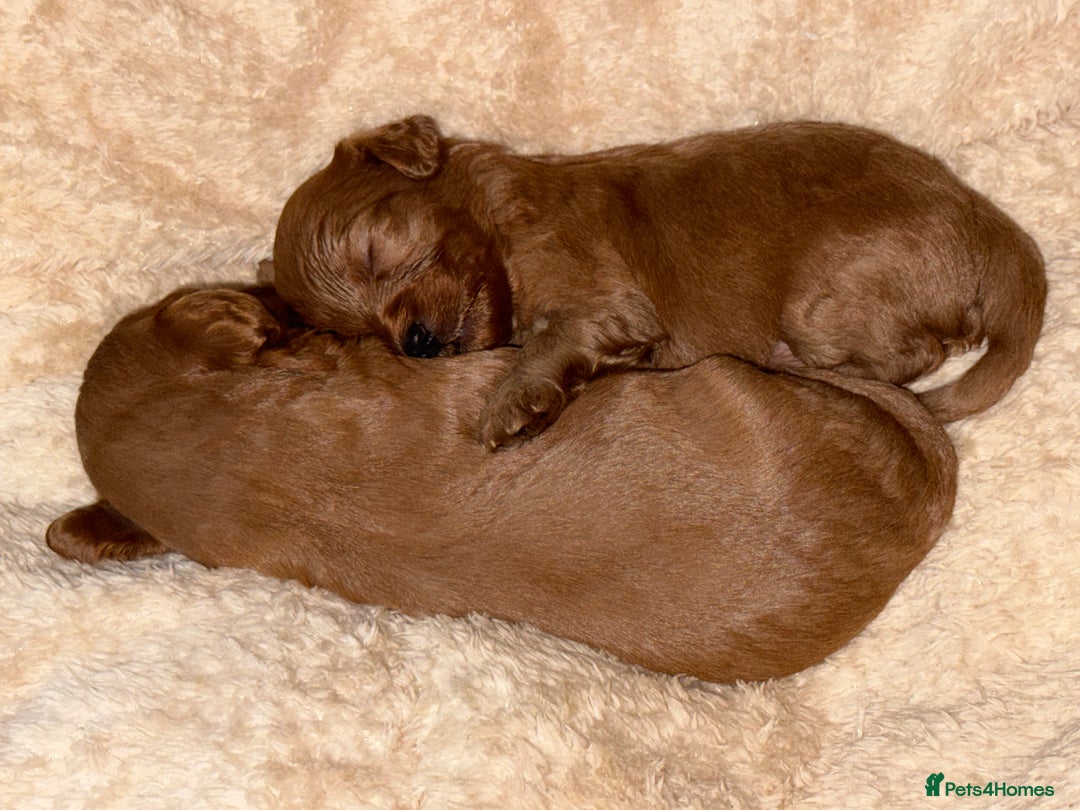 Cavapoo dogs for sale: 🐾Gorgeous F2B Cavapoos 🐾 - Image 4