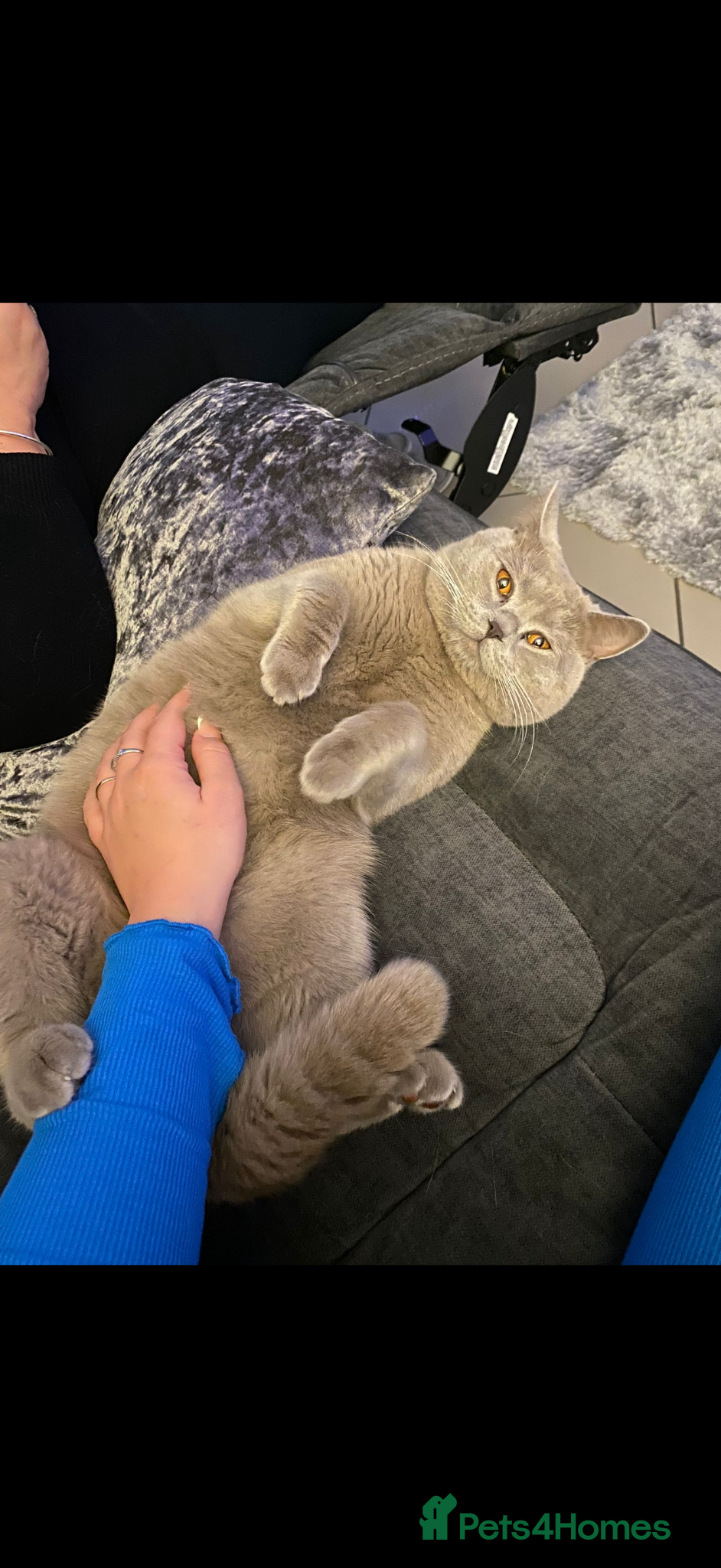 British Shorthair cats Beautiful loving bsh male  - Advert 1