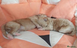 Cavachon dogs for sale: Cavapoochon Puppies Ready 19th September - Image 7