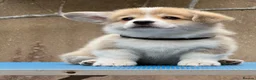 Welsh Corgi Pembroke dogs for sale: Champion Sired Corgi Pembroke puppies available  - Advert 17