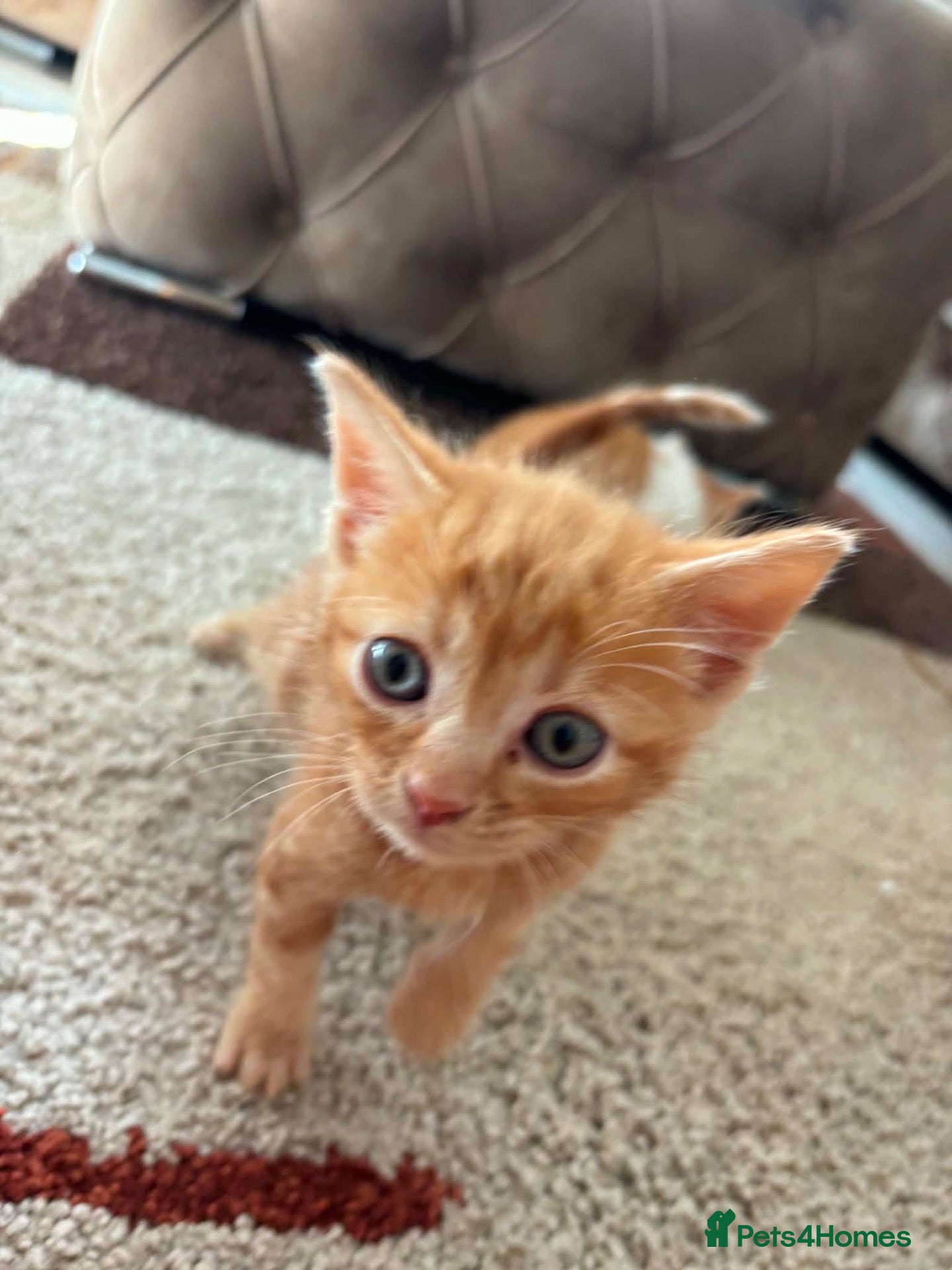 Mixed Breed cats Beautiful hand reared kittens  - Advert 2