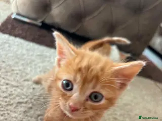 Mixed Breed cats Beautiful hand reared kittens - Advert 3