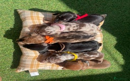 Miniature Dachshund dogs for sale: Stunning miniature type Dachunds  - Image 7